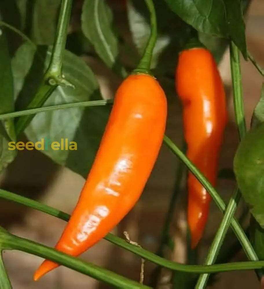 Orange chili seeds for planting in home vegetable gardens