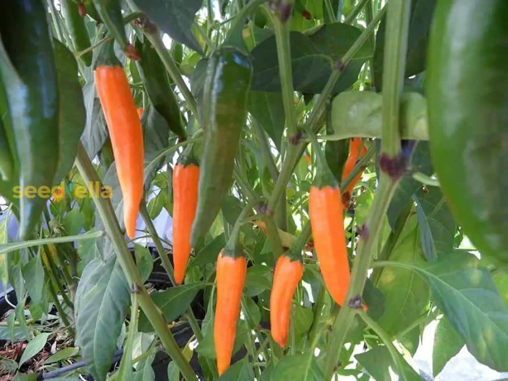 Orange chili seeds for easy home gardening