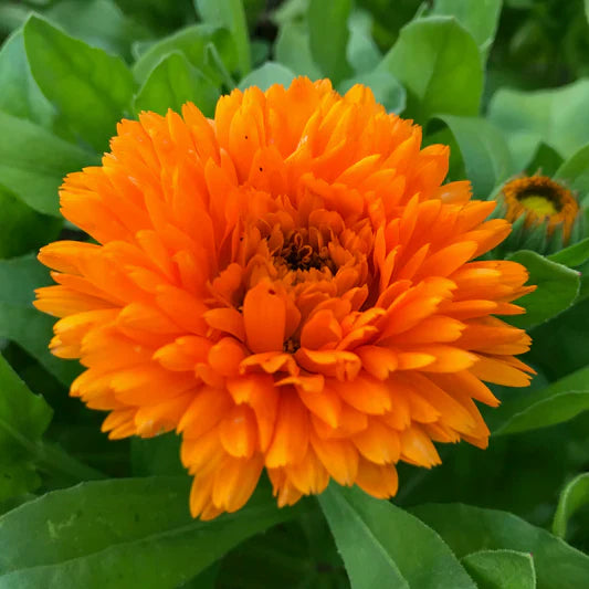 Orange China Aster Flower Seeds for Planting