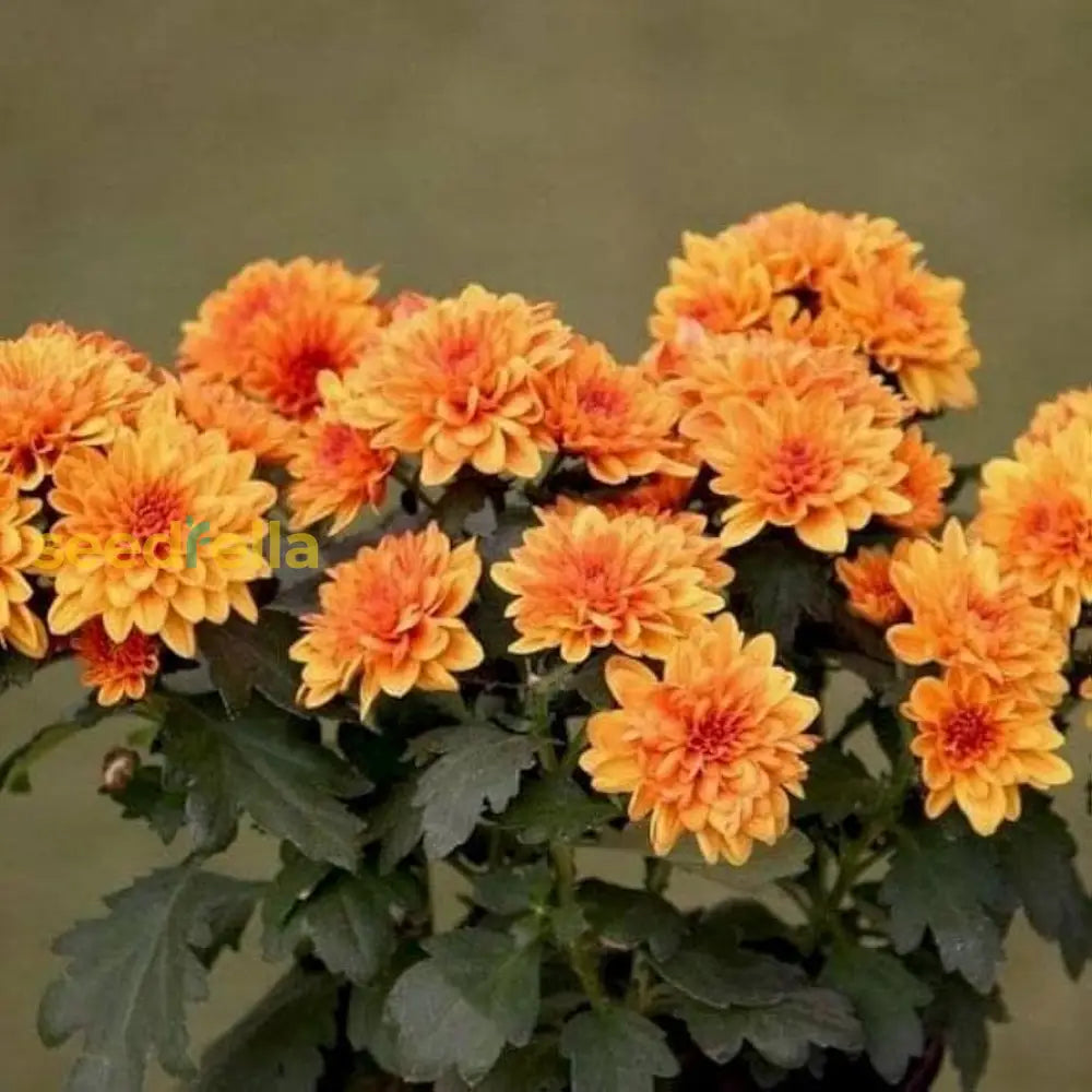 Orange Chrysanthemum Flower Seeds
