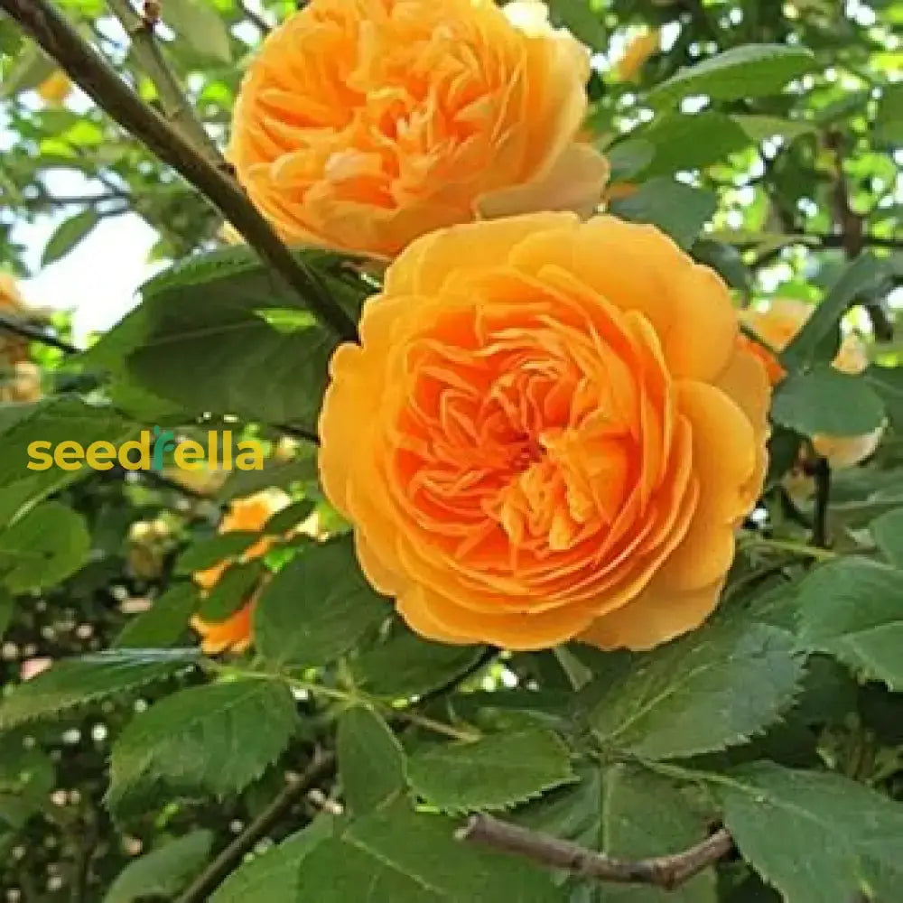 Orange Climbing Rose Seeds For Planting - Premium Flower Stunning Garden Blooms