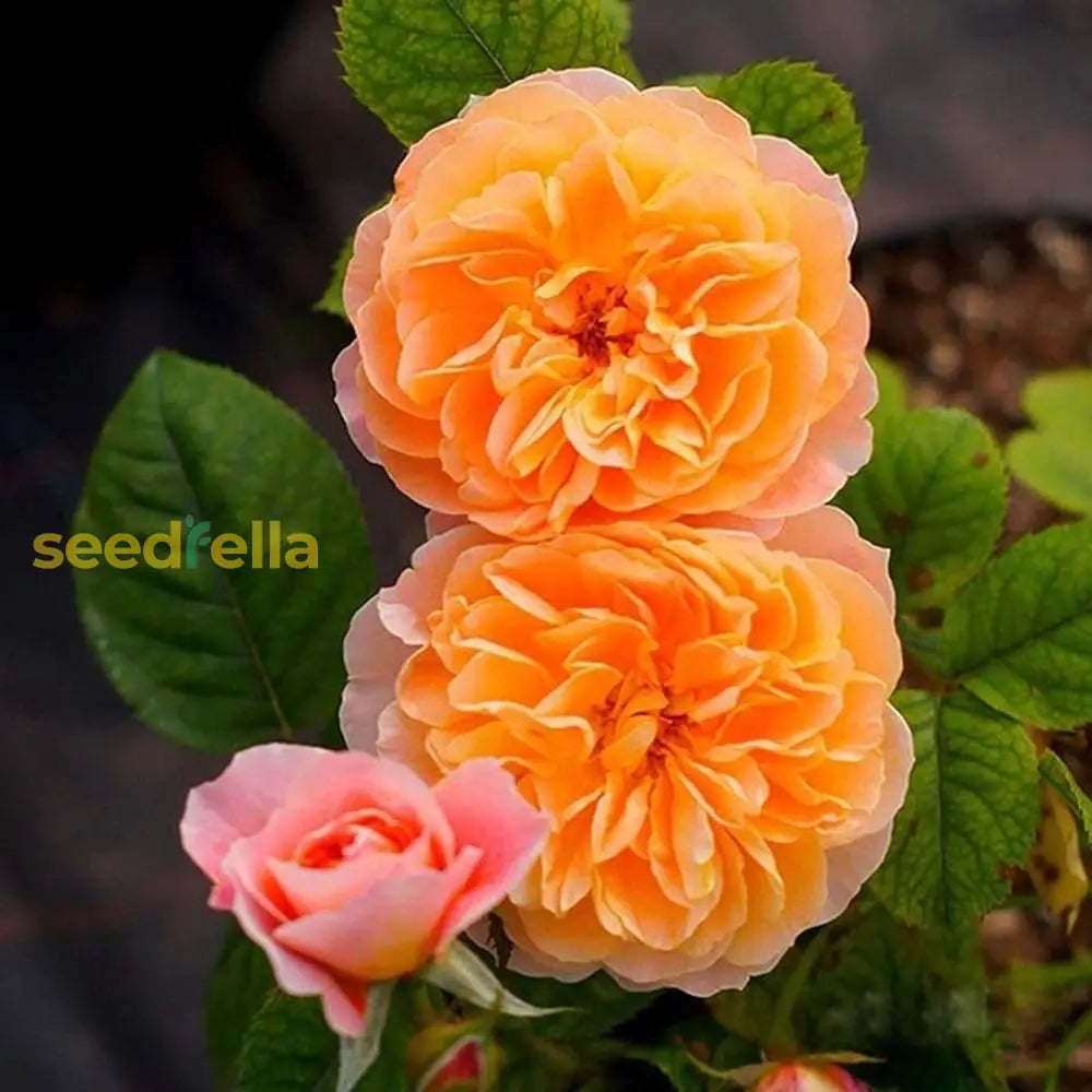 Orange Climbing Rose Seeds For Planting - Premium Flower Stunning Garden Blooms