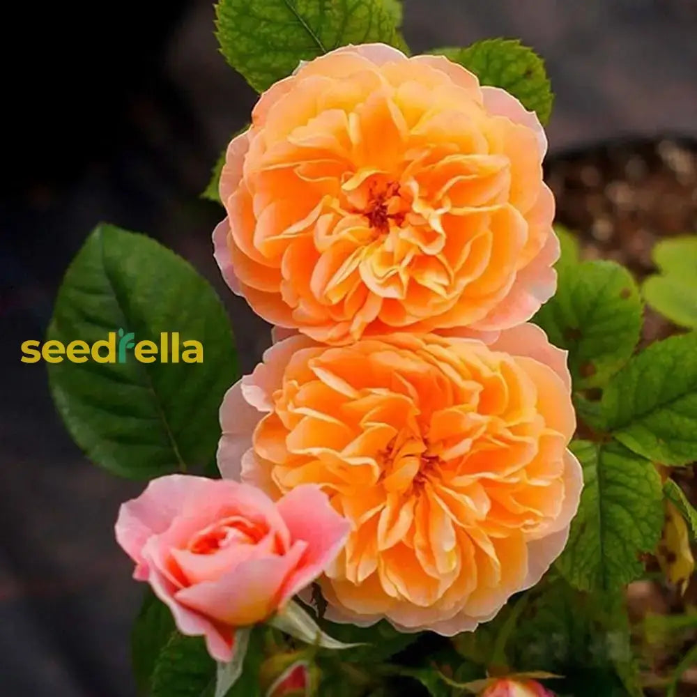 Orange Climbing Rose Seeds For Planting - Premium Flower Stunning Garden Blooms