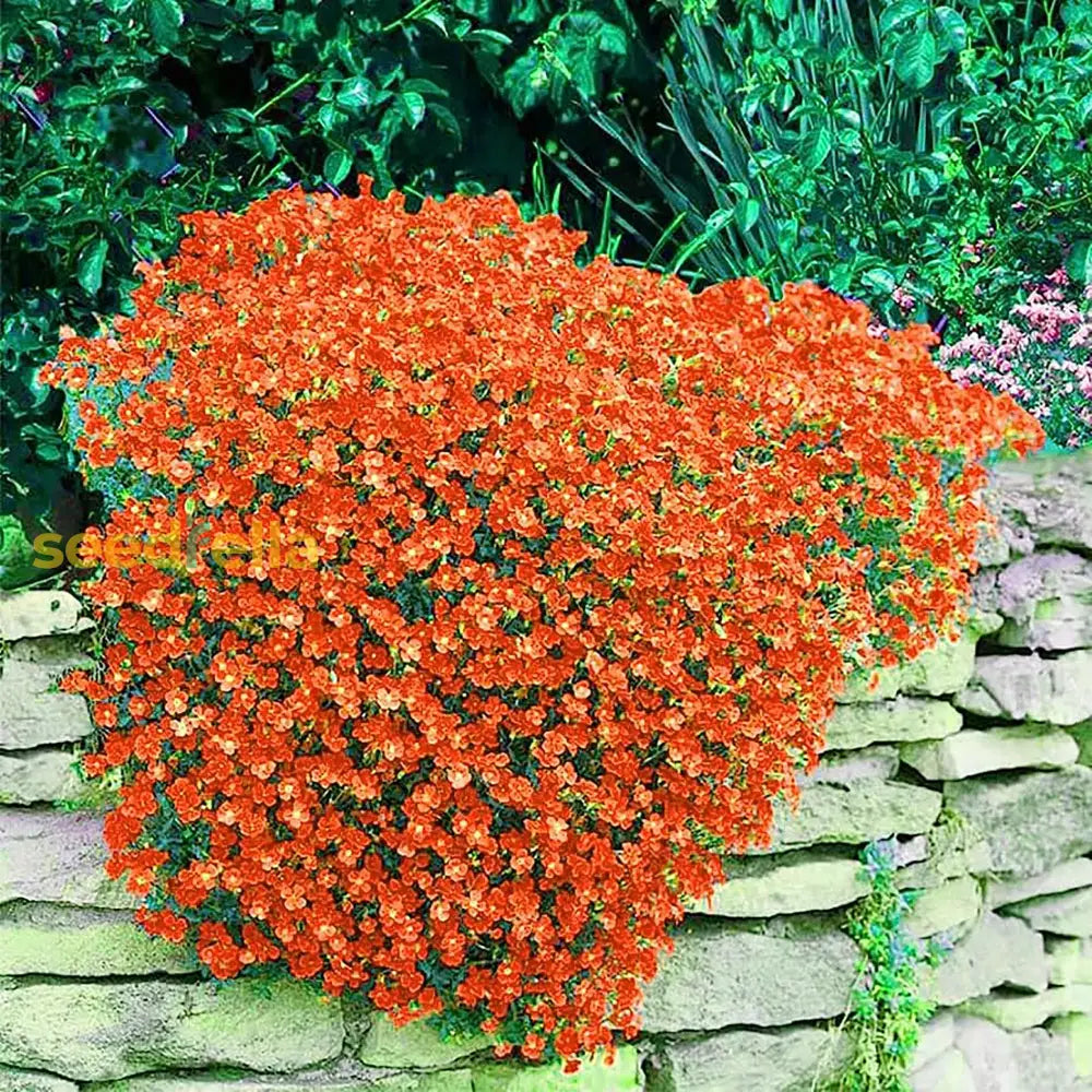 Non-Gmo Orange Creeping Thyme Seeds - 100Pcs Easy Planting Herb Plant Seed