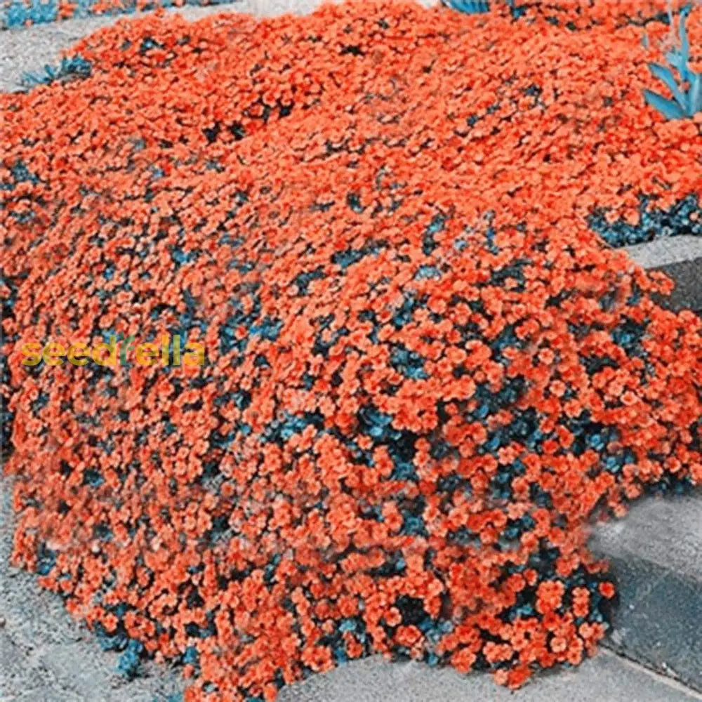 Non-Gmo Orange Creeping Thyme Seeds - 100Pcs Easy Planting Herb Plant Seed