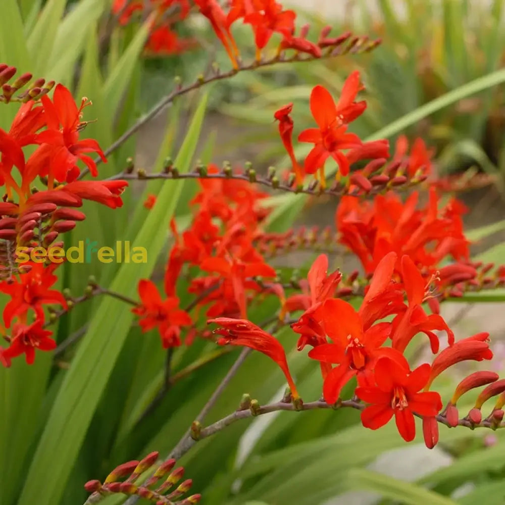 Orange Crocosmia Seeds For Planting  Perennial Flower