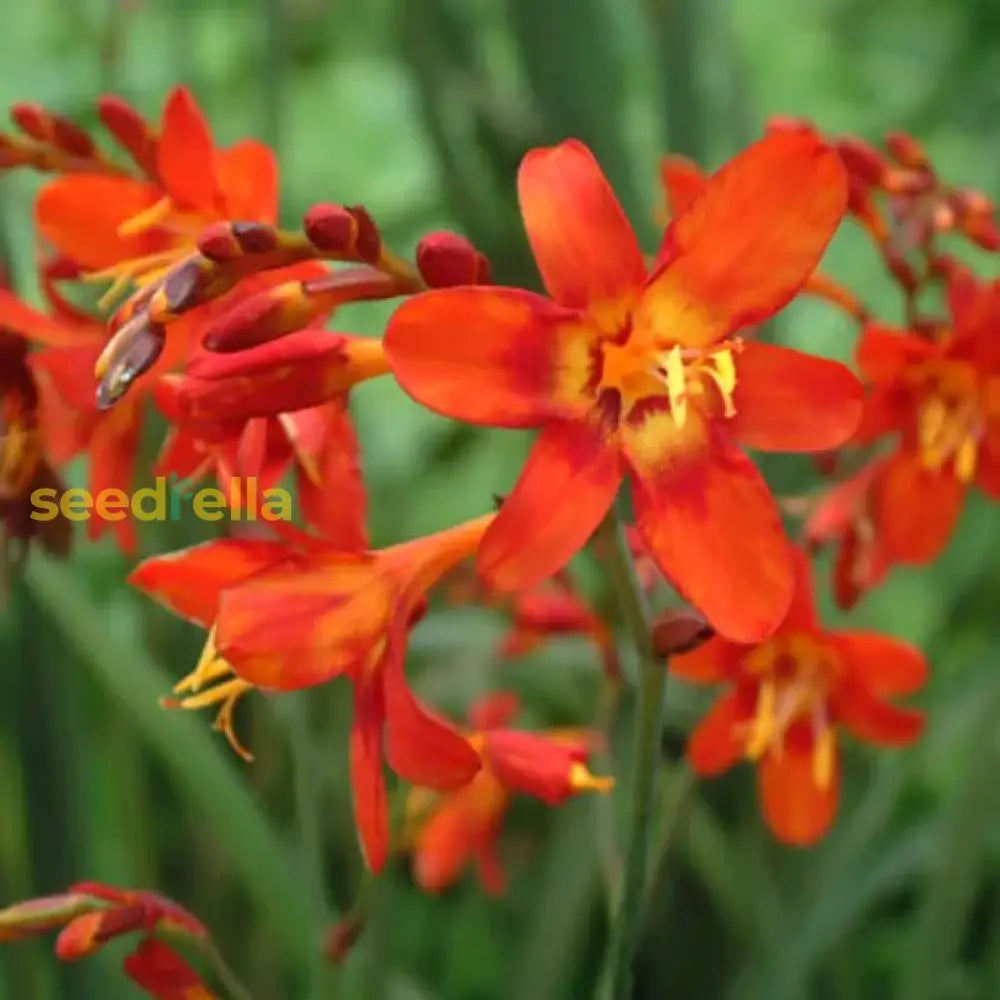 Orange Crocosmia Seeds For Planting  Perennial Flower