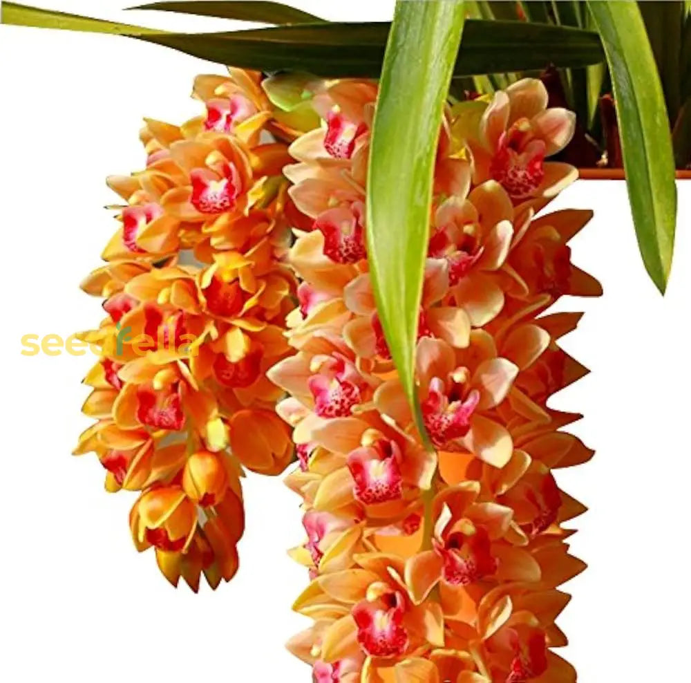 Orange Cymbidium Orchid Seeds - Elegant Blooms For Planting Flower