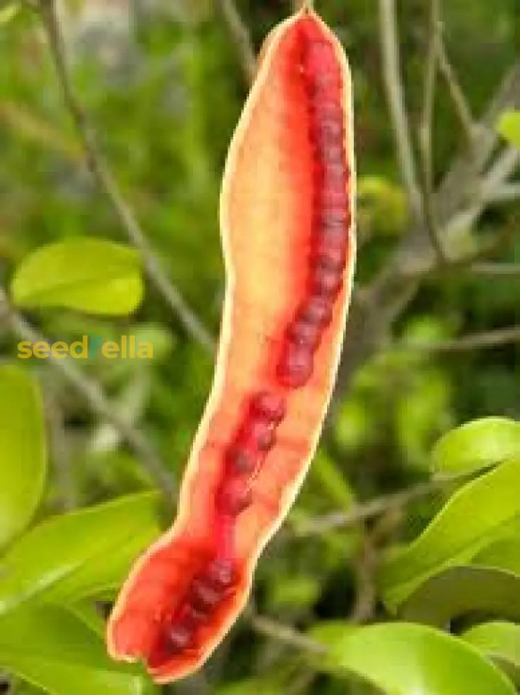 Orange Cynophallophora Seeds - Planting Fruit