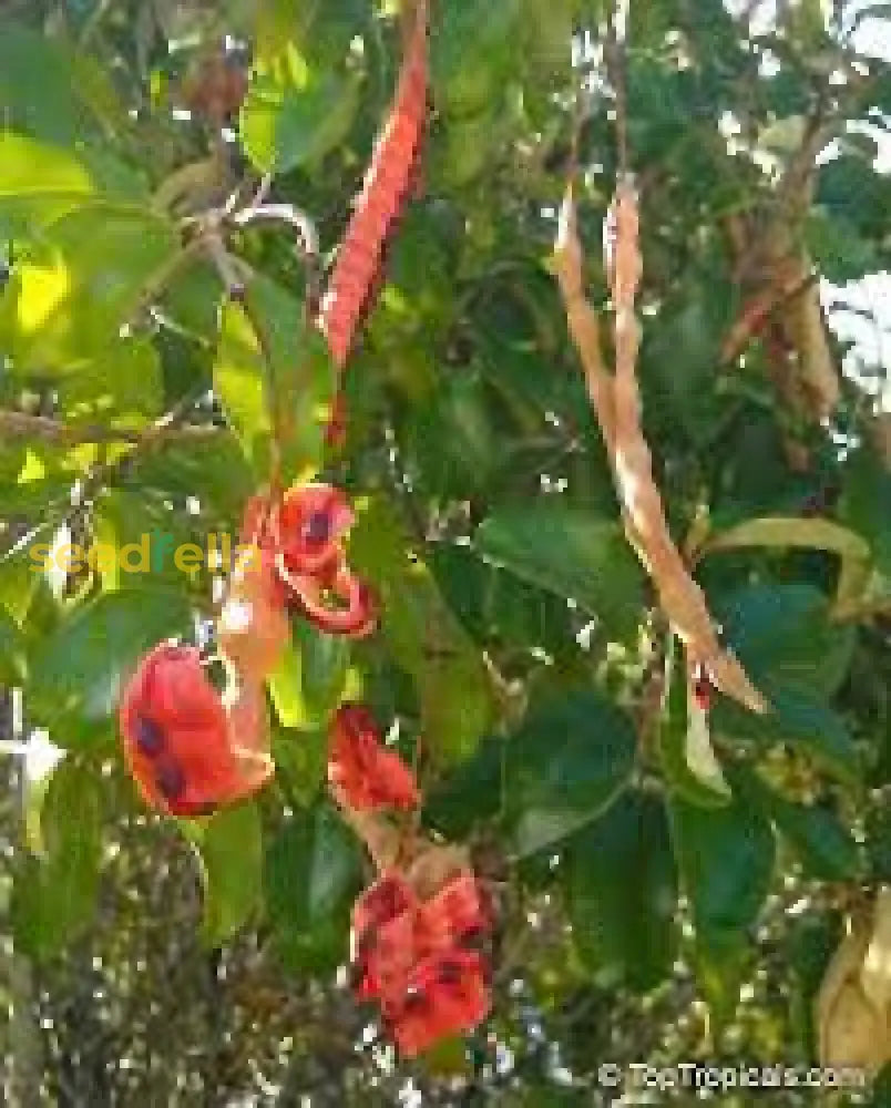 Orange Cynophallophora Seeds - Planting Fruit