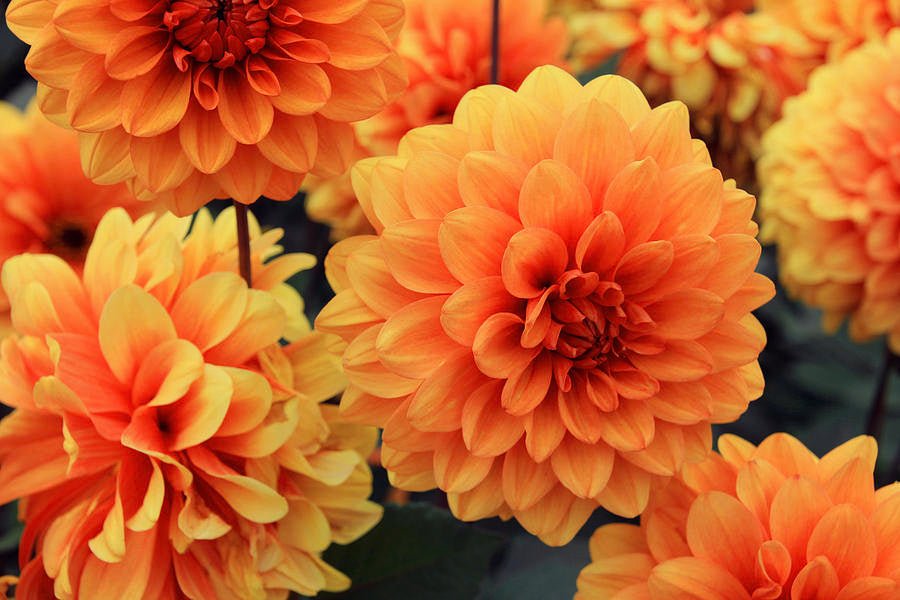 Light Orange Dahlia Seeds: Perfect For Colorful Planting Seeds