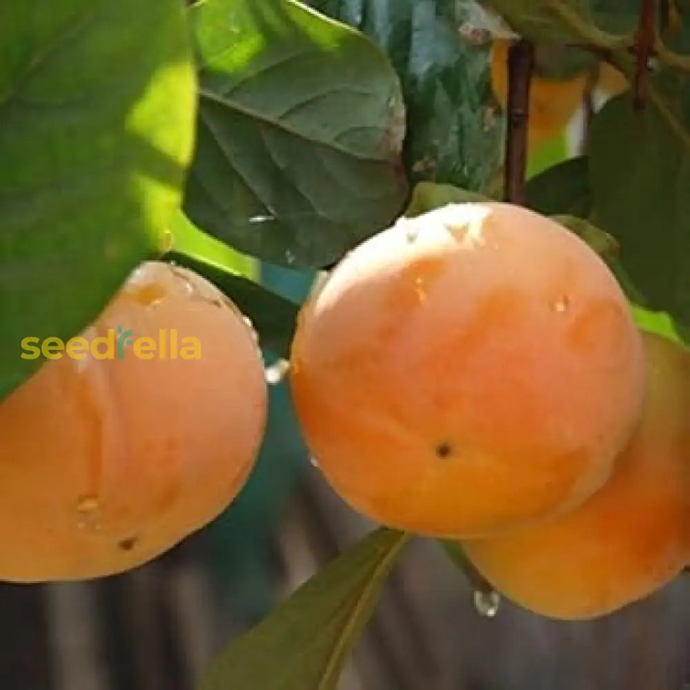Orange Diospyros Seeds for Planting Non-GMO Variety