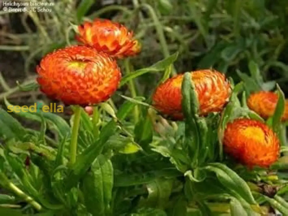 Orange Double Strawflower Seeds For Planting  Vibrant Blooms Easy Growing Perfect Summer Gardens