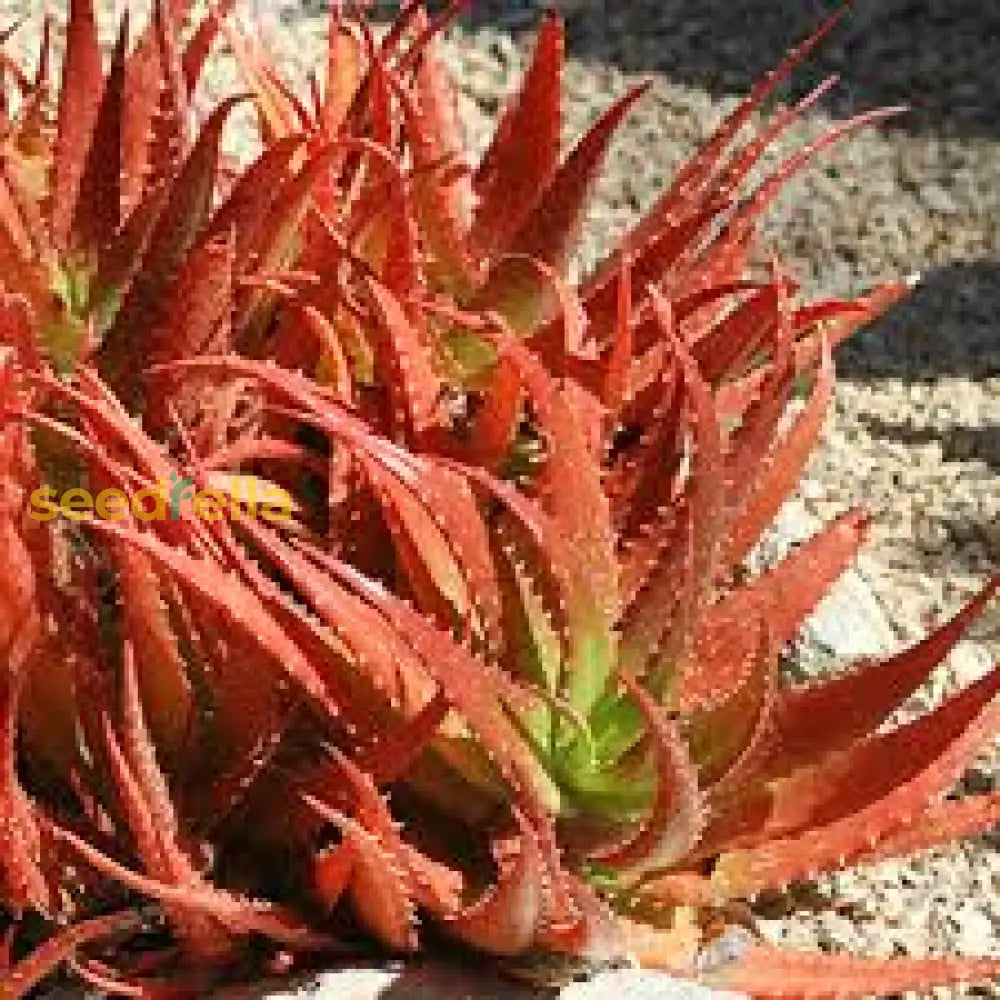 Orange Edible Aloe Vera Seeds For Planting Plant Seeds