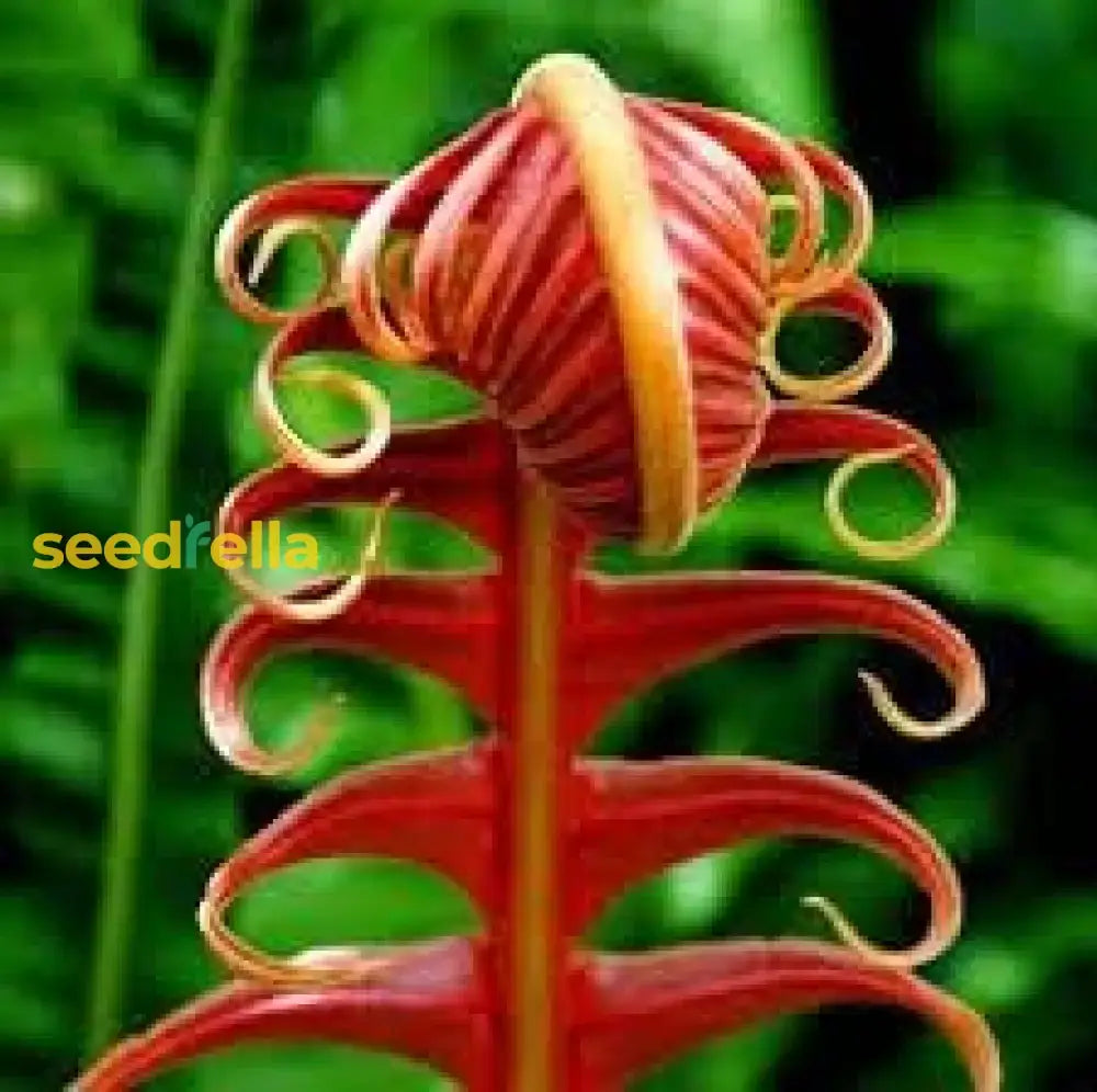 Orange Fern Seeds For Planting Plant Seeds