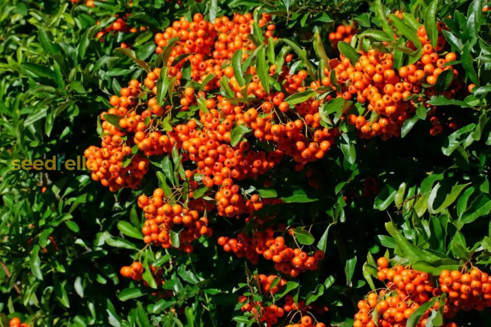 Orange Firethorn Berries on Green Foliage
