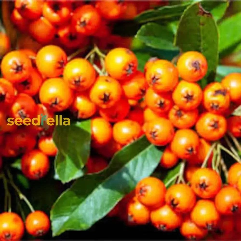 Orange Firethorn Fruit Planting Seeds - Vibrant Color & Wildlife Attraction