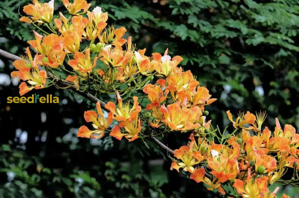 Orange Flamboyan Tree Seeds For Planting | Vibrant Tropical Garden Addition Plant Seeds