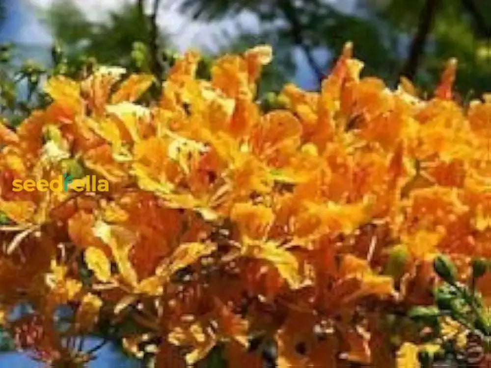 Orange Flamboyan Tree Seeds For Planting | Vibrant Tropical Garden Addition Plant Seeds