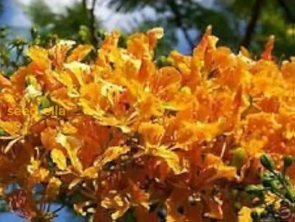 Orange Flamboyan Tree Seeds For Planting | Vibrant Tropical Garden Addition Plant Seeds