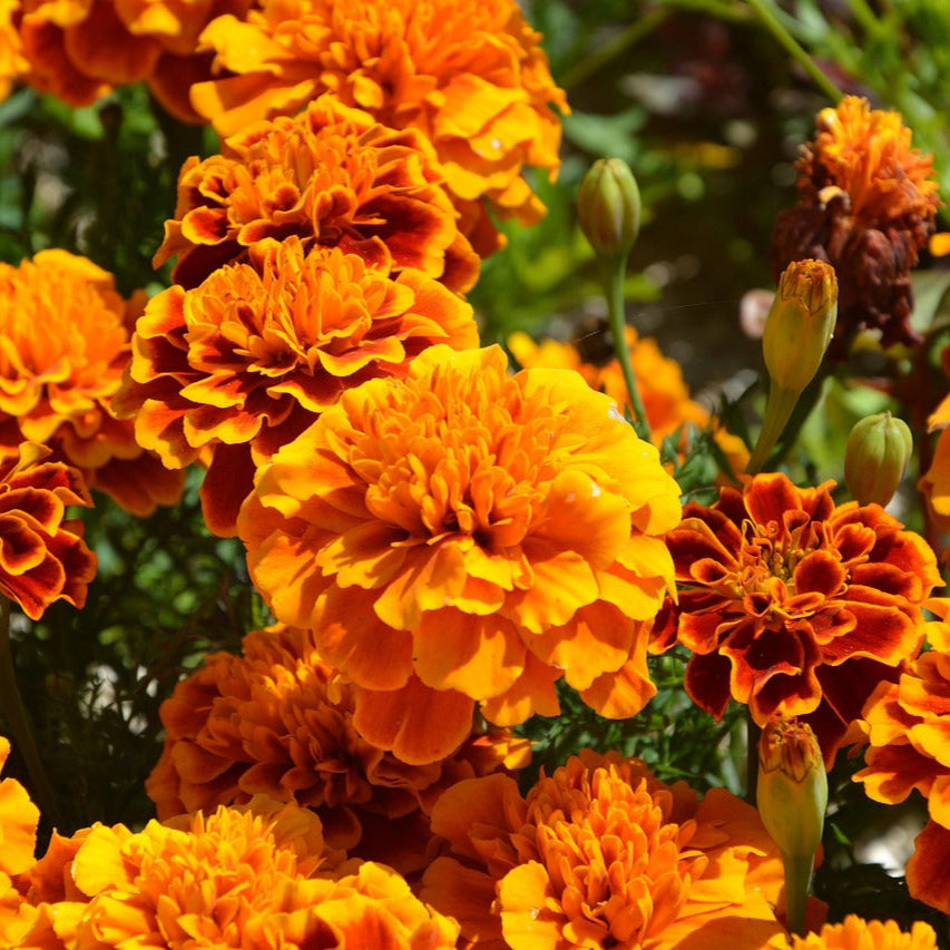 Orange Carnations Flower seeds for Planting - Shade Tolerant, Heirloom & GMO Free Seeds for Home Garden
 
 Sale for planting in home garden