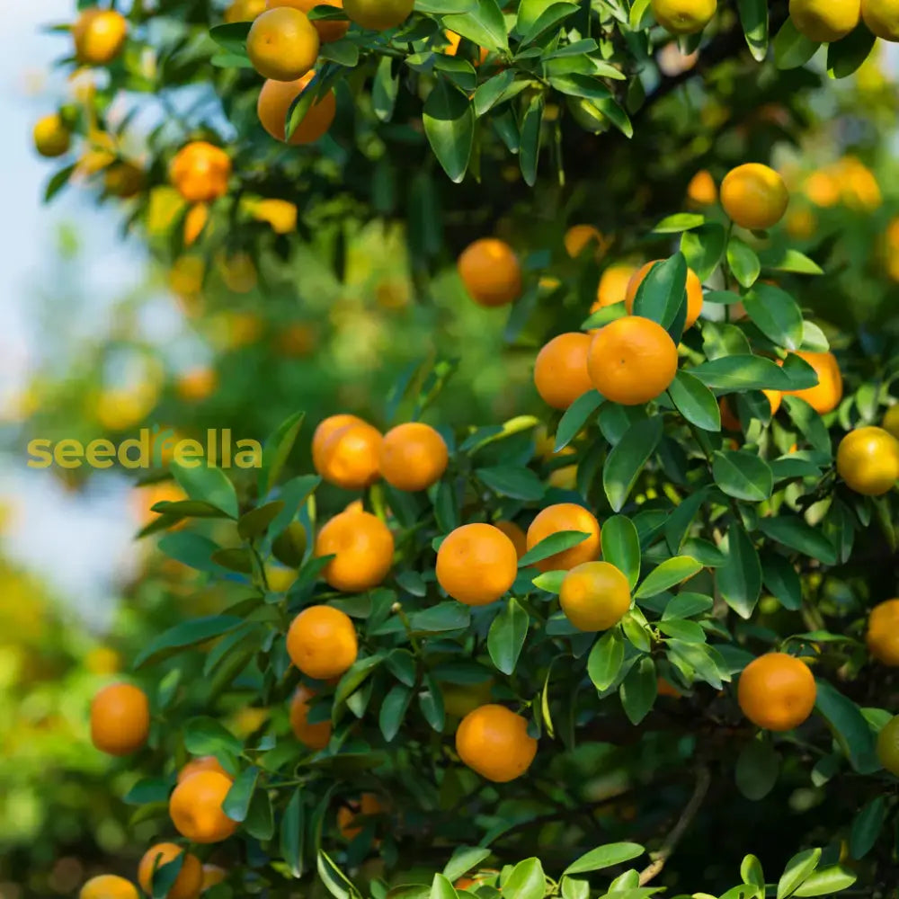 Orange Fruit Seeds For Planting - Add Lush Flavor To Your Garden