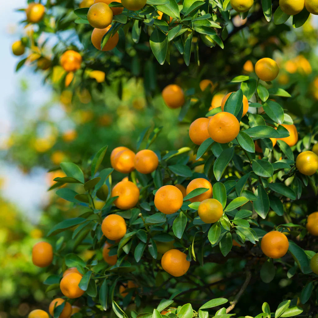 Orange Fruit Seeds for Planting, Step-by-Step Guide for Growing Sweet, Juicy Oranges