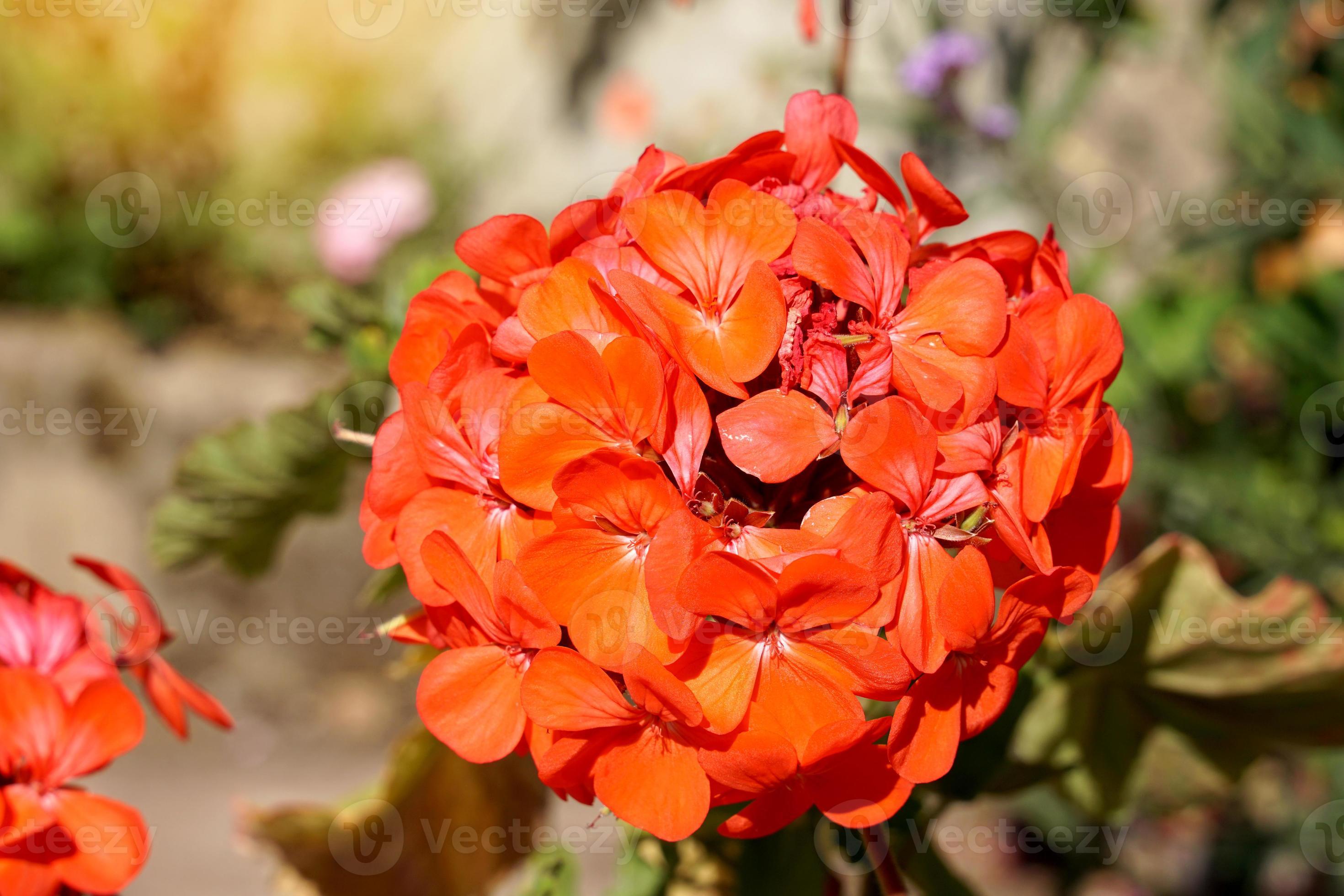 Exotic Elegance: Orange Geranium Flower Seeds For Vibrant Planting