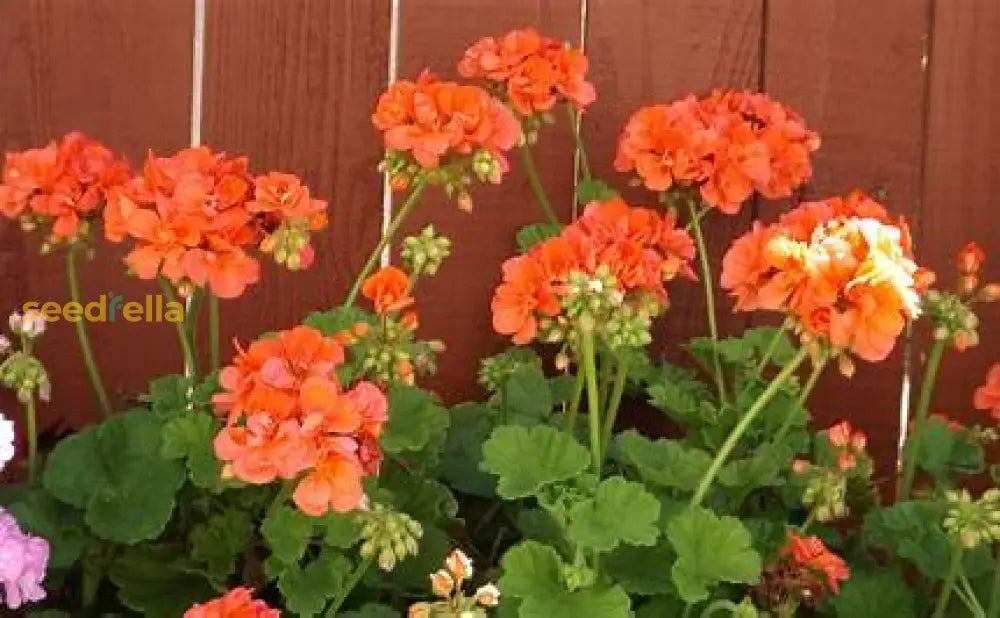 Orange Geranium Flower Seeds For Easy Planting