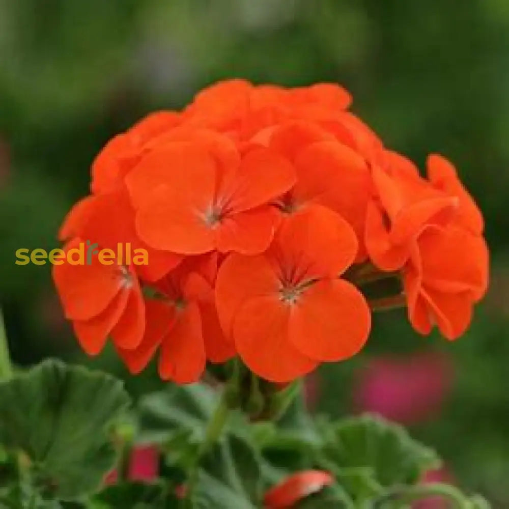 Orange Geranium Flower Seeds For Easy Planting