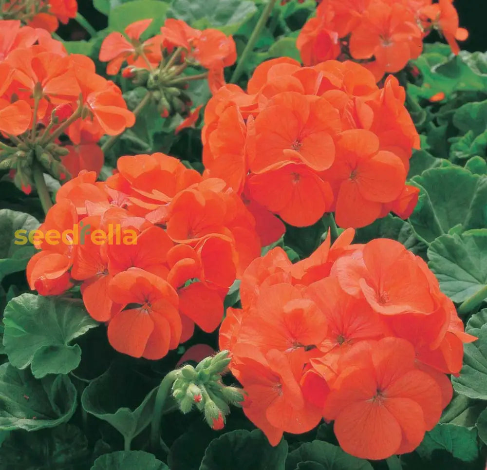 Orange Geranium Maverick Seeds For Bright Summer Blooms Flower