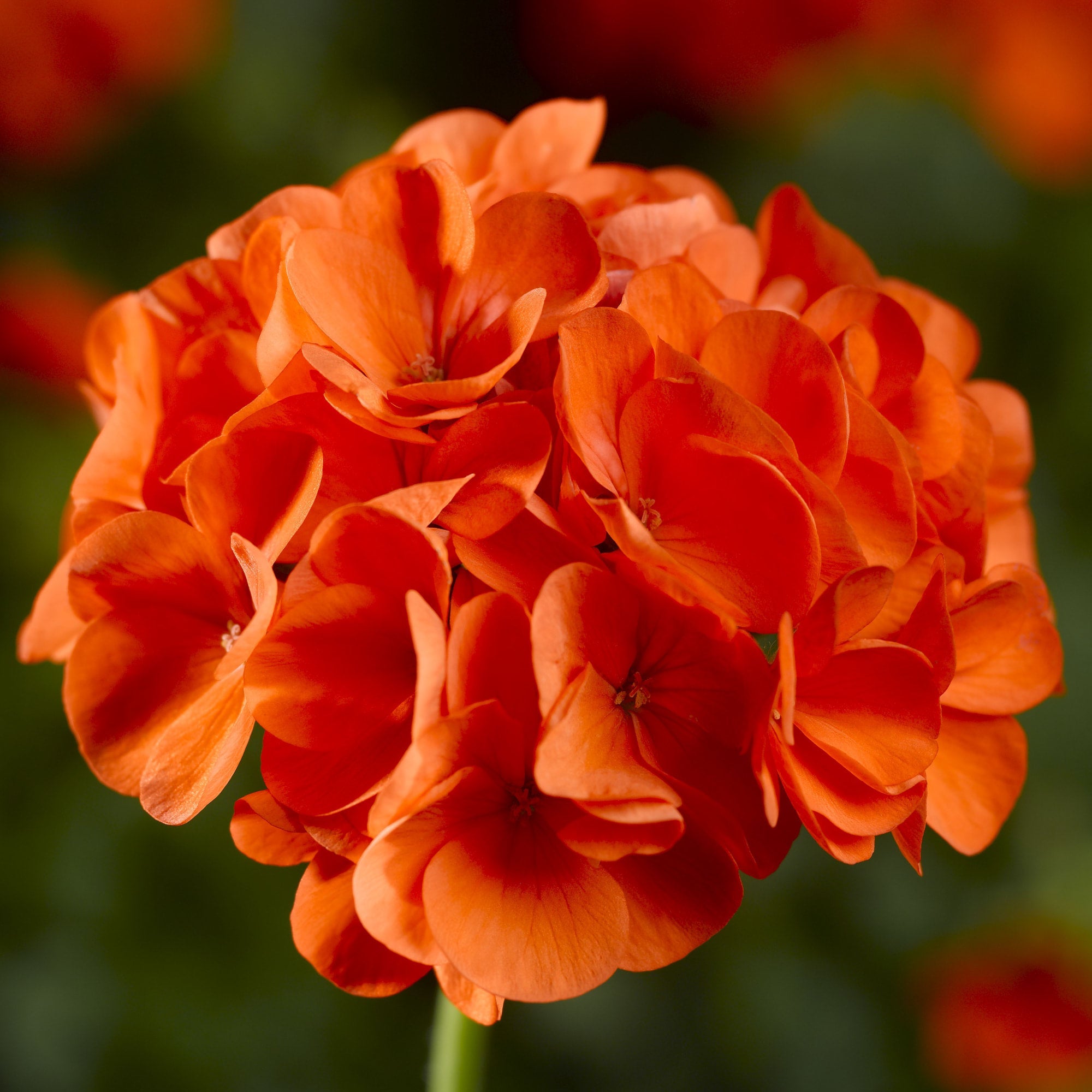 Orange Geranium Flower Seeds for Vibrant Garden Planting