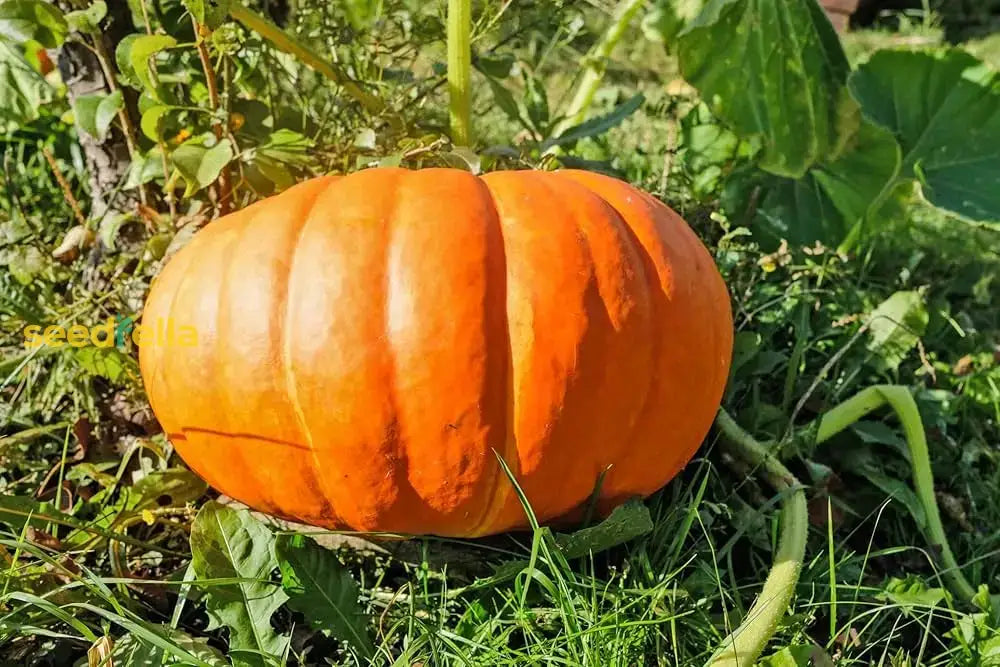 Orange Giant Pumpkin Seeds For Easy Planting Vegetable Seeds