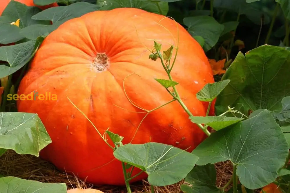 Orange Giant Pumpkin Seeds For Easy Planting Vegetable Seeds