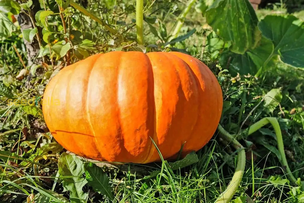 Orange Giant Pumpkin Seeds For Easy Planting Vegetable Seeds