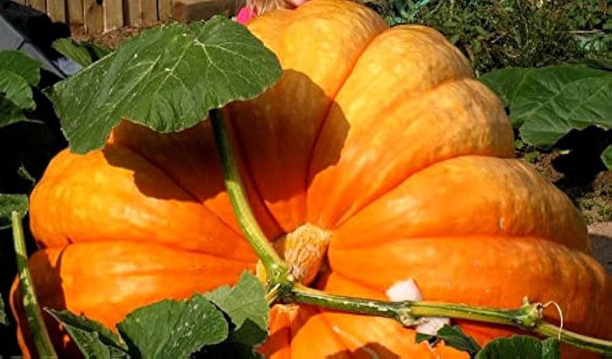 Orange giant pumpkin seeds for planting non GMO