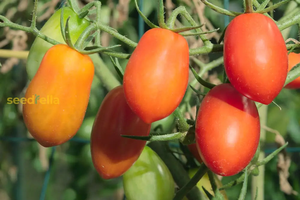 Orange grape tomato plants growing in a garden