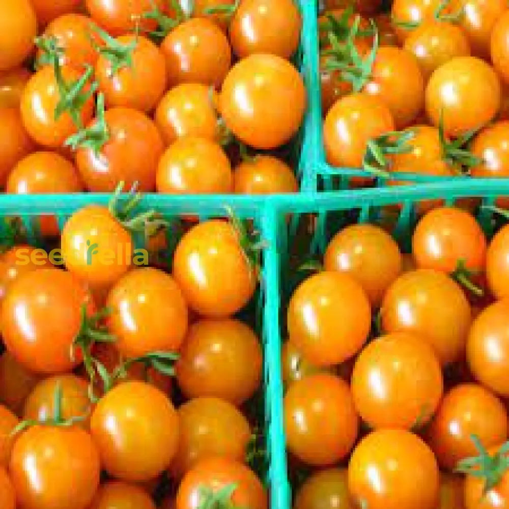 Orange Grape Tomato Seeds For Planting