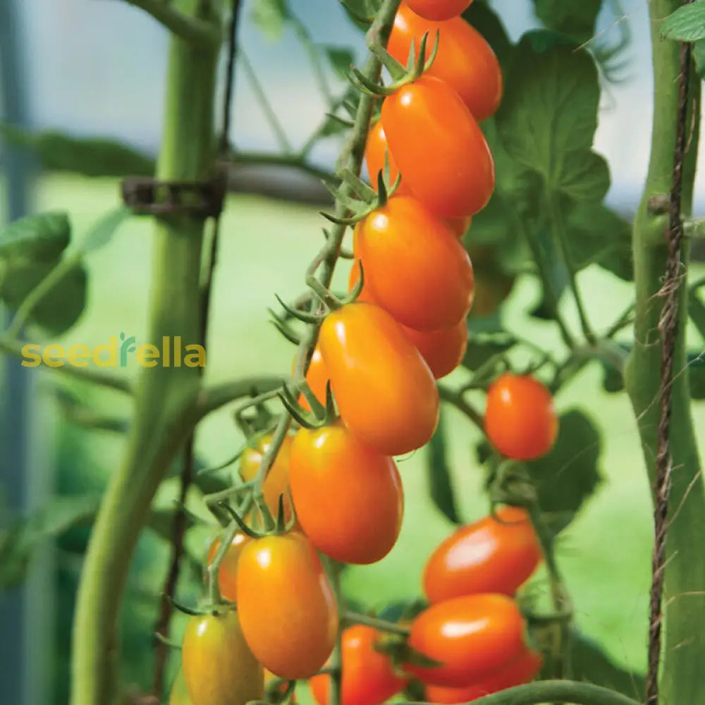 Orange grape tomato seeds for planting