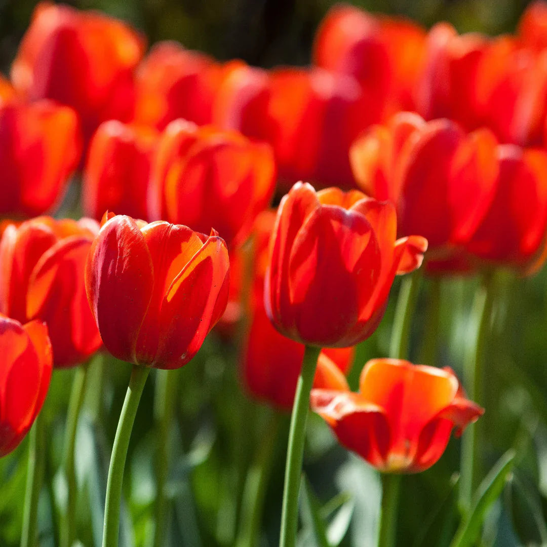Orange Gray Tulip Flowers in Garden Bed