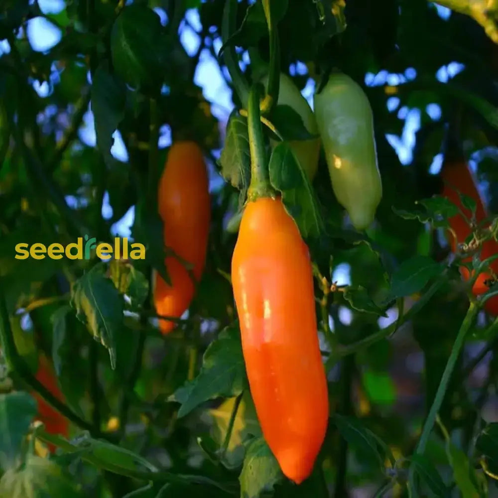 Orange Green Amarillo Chili Seeds For Planting Vegetable Seeds