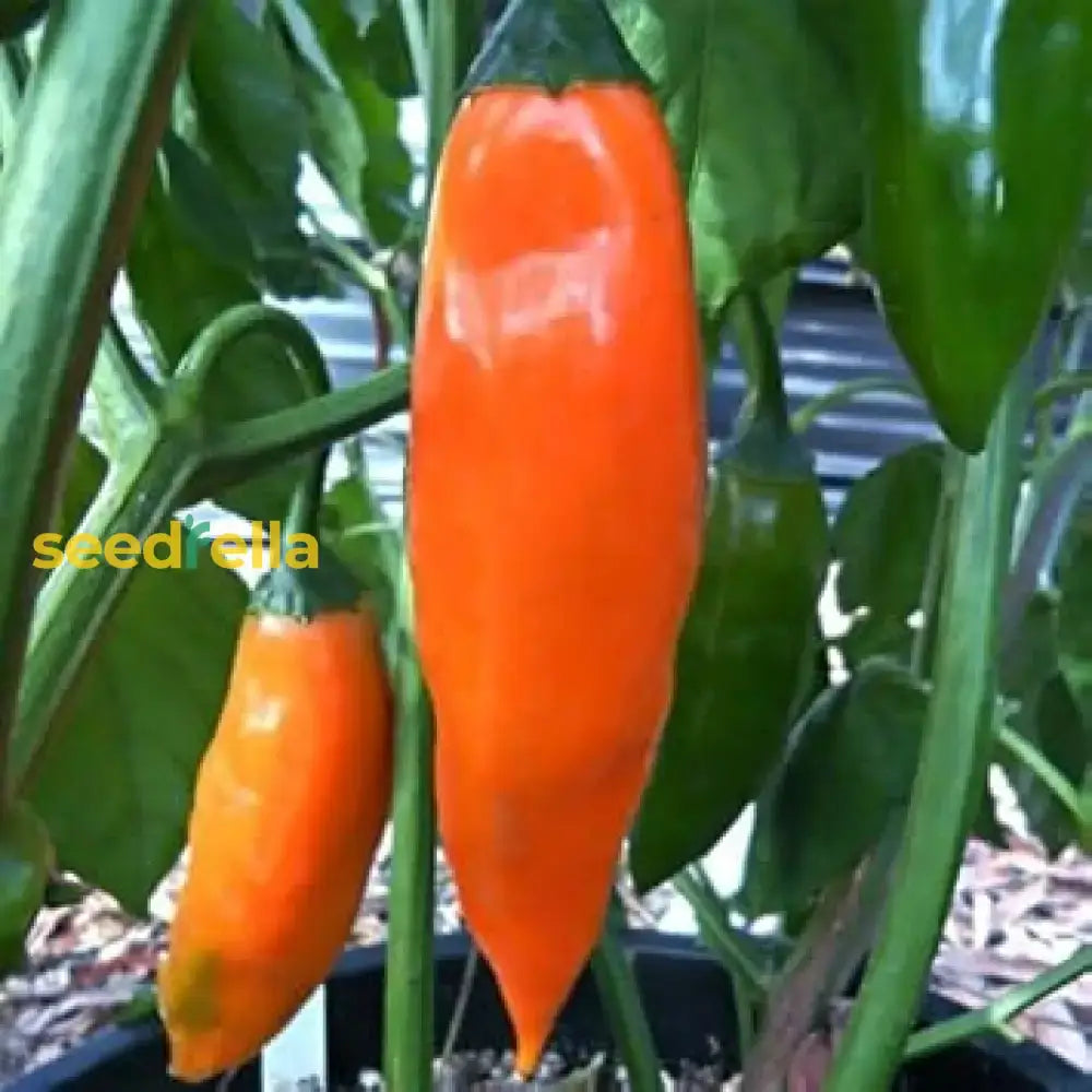 Orange Green Amarillo Chili Seeds For Planting Vegetable Seeds