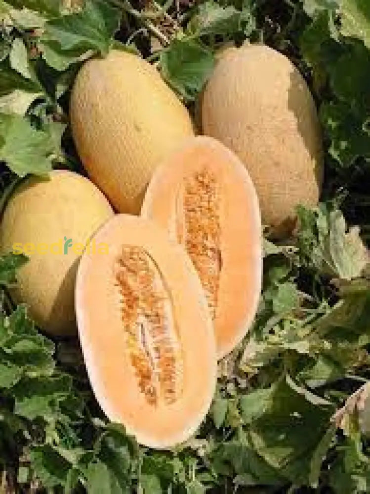 Orange Hami Melon Vines Growing in Garden, Healthy Plants with Ripe Melons