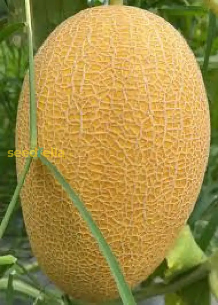 Orange Hami Melon Seeds for Easy Planting, Step-by-Step Guide for Growing Sweet Melons