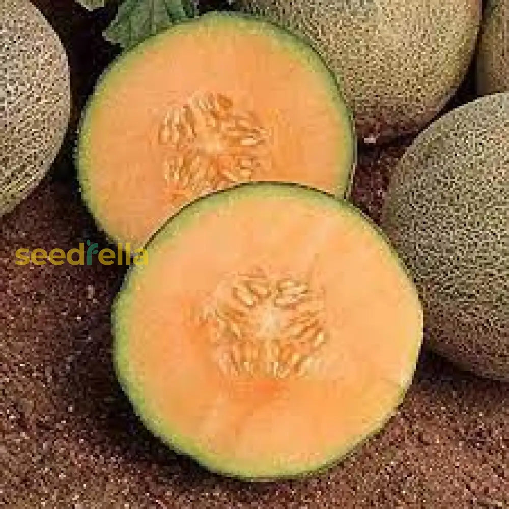 Step-by-Step Planting Instructions for Orange Hami Melon Seeds in Your Garden