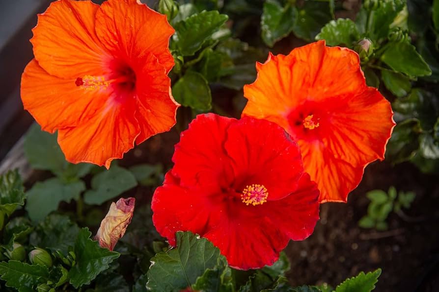 Orange Hibiscus seeds ornamental flowering garden plant