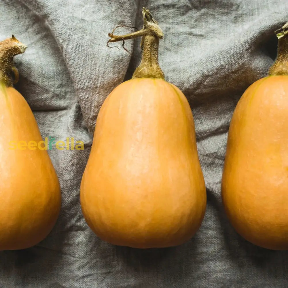 Orange Honeynut plants growing in garden
