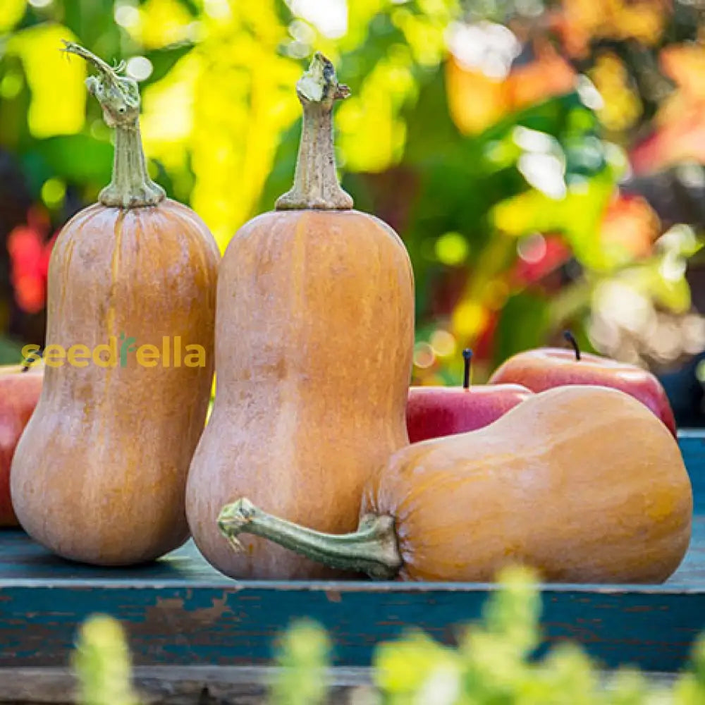 Orange Honeynut Vegetable Seeds For Planting Seeds