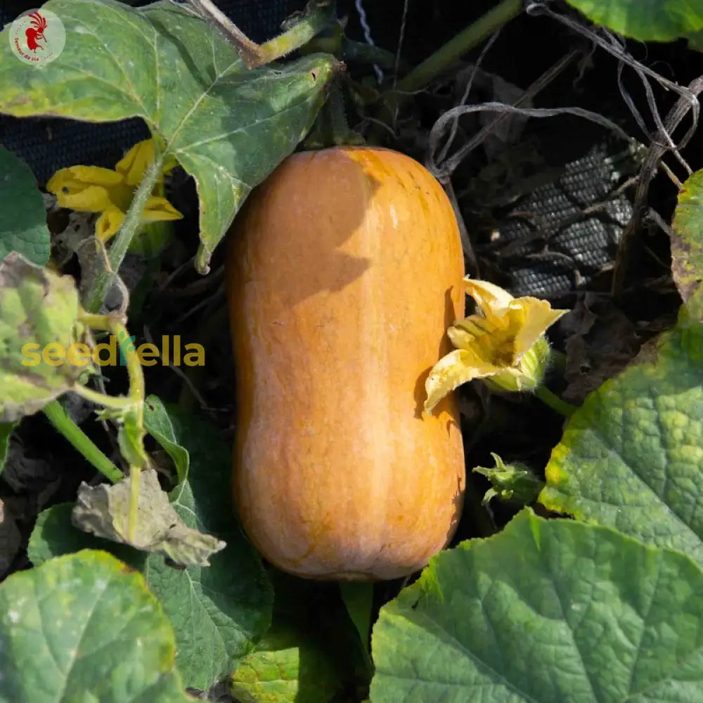 Orange Honeynut Vegetable Seeds For Planting Seeds