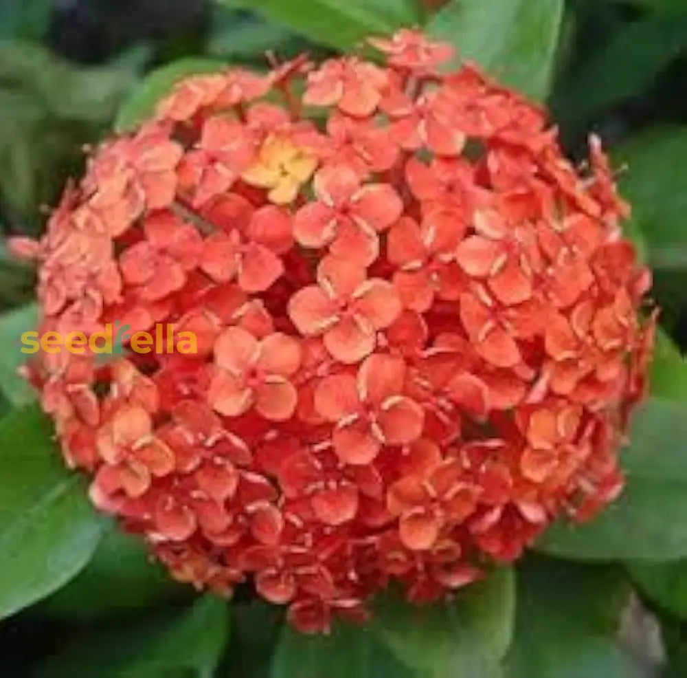 Orange Hydrangea Flower Seeds Planting Kit